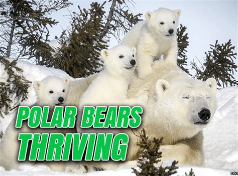 polar bears archives guido fawkes
