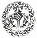 Thistle Scottish Drawing Line Getdrawings Brooch sketch template