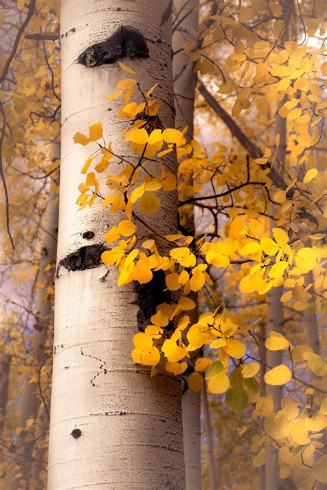 fall aspen trees fall tree decor colorado art aspens golden aspen trees cabin decor yellow
