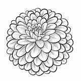 Flower Dahlia Drawing Coloring Flowers Mexican Pages Line Beautiful Zinnia Clipart Drawings Background Vector Drawn Mum Isolated Monochrome Draw Hand sketch template