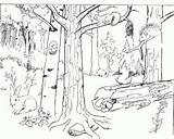 Floresta Colorir Selva Bosques Deciduous Bosque Forests Imprimir Wald Migratory Facts Florestas Dibujar Rainforest Paisagem Habitat Ecosystem Temperate Colorironline Metnet sketch template