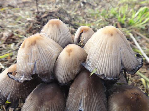 Id Request Adelaide South Australia Mushroom Hunting And