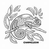 Chameleon Anti sketch template