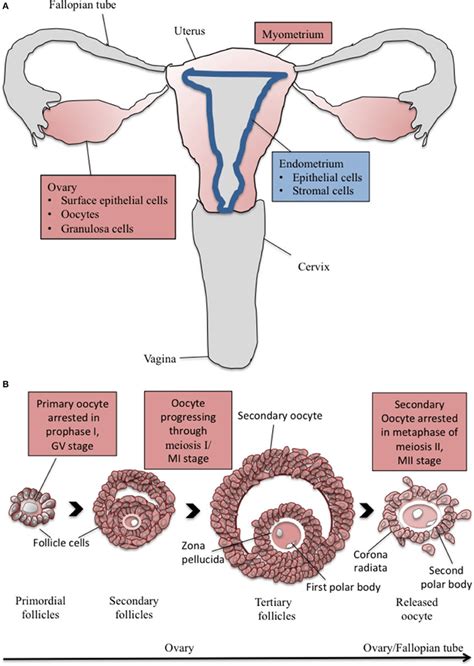 [diagram] Biology Human Reproductive System Diagram Mydiagram Online