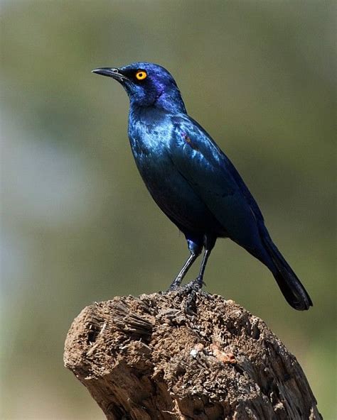 shiny blue starlings  identification guide south african
