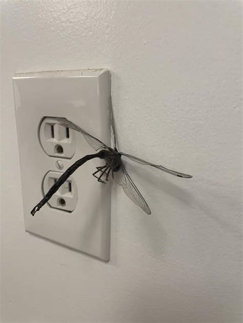 a dragonfly got it s wing stuck between the wall and the socket in our