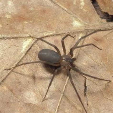 brown recluse spider tennessee pest identifier  pest protection