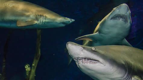 scientists discover sand tiger shark nursery  long island shore