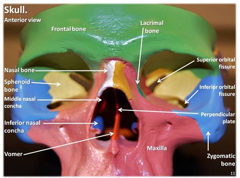 multi colored skull anterior view  labels axial ske flickr