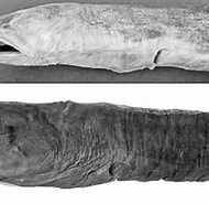 Afbeeldingsresultaten voor "panturichthys Fowleri". Grootte: 190 x 167. Bron: www.researchgate.net