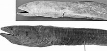 Afbeeldingsresultaten voor Panturichthys fowleri Anatomie. Grootte: 210 x 100. Bron: www.researchgate.net