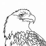 Eagle Coloring Bald Pages Feather Eagles Drawing Baby Soaring Flying Color Printable Smooth Kids Logo Template Football Print Easy Getcolorings sketch template