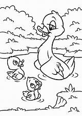 Ducks Colorear Ducklings Chiquitos Illustrations sketch template