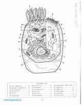 Cell Coloring Animal Plant Drawing Human Golgi Apparatus Simple Cells Diagram Pages Drawings Labels Getdrawings Worksheet Printable Sheet Label Popular sketch template