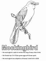 Coloring Mockingbird State Pages Texas Tennessee Bird Symbols Florida Geography Mississippi Kidzone Ws Printable Arkansas Kindergarten Studies Social Worksheets States sketch template