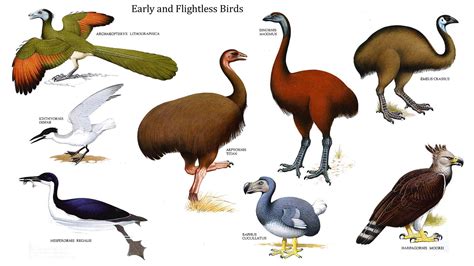 examples  flightless birds