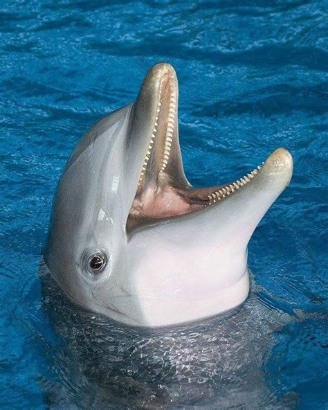 pin  angila bowers  dolfijnen bottlenose dolphin animals