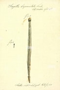 Afbeeldingsresultaten voor "sagitta Peruviana". Grootte: 123 x 185. Bron: www.alamy.com