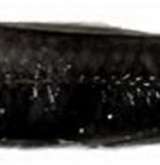 Afbeeldingsresultaten voor "notoscopelus Resplendens". Grootte: 180 x 66. Bron: www.researchgate.net