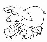 Educativeprintable Piglets Child Colouring Ages Animals Supercoloring sketch template