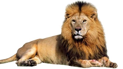 png hd images  animals transparent hd images  animalspng images