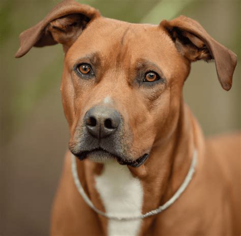 photo   rhodesian ridgeback pitbull mix pet dog owner