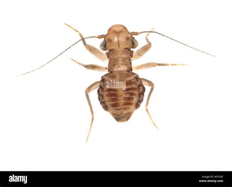 book louse cut  stock images pictures alamy