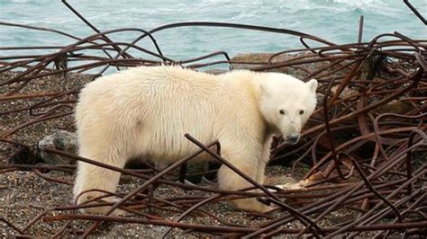 village under siege from 20 polar bears that drove frightened walruses