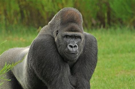 gorilla  standing   grass   head   hand