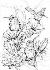 Hummingbird Coloring Pages Printable Color Print Getcolorings sketch template