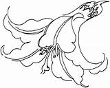 Lily Coloring Pages Supercoloring Printable Flower Lilies Flowers Calla sketch template
