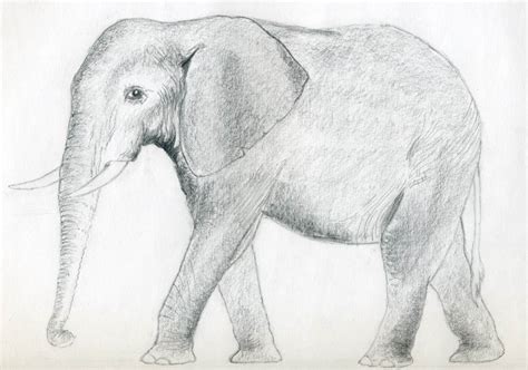 intizarhussain pencil drawings  elephants