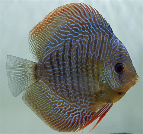 rdiscus images  pholder  months  growth feeling proud   discus