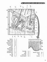  sketch template