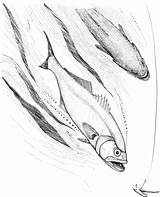 Ausmalbilder Angeln Blaufisch Serra Bluefish Pesce Ausmalbild Fishing Kategorien sketch template