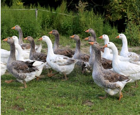 domestic european geese geese breeds backyard poultry breeds