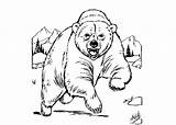Bear Grizzly Coloring Color Cub Angry Pencil Drawing Drawings Cartoon Pages Bears Template Cubs sketch template
