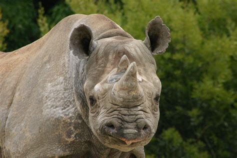virtual   rhinos backyard zoologist