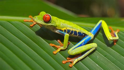 frog fact sheet blog nature pbs