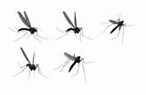 Mosquito Clipart Fly Swarm Mosquitos Flying Transparent Background Clip Flies 1024 Pluspng Freepngimg Purepng Library Collection Resolution High sketch template