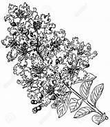 Myrtle Crepe Crape Sketch Lagerstroemia Plant Indica Stock Benefits Health Mrytle Tree Shutterstock sketch template