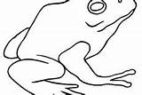 Bullfrog Outline Coloring Pages American sketch template