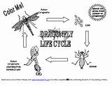 Dragonfly Cycle Life Coloring Kids Dragonflies Cycles Clipart Diagram Larva Pages Firefly Dragon Science Fly Site Sheets Information Eggs Water sketch template