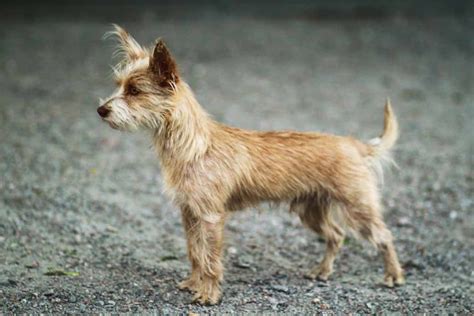 portuguese podengo dog breeds facts advice pictures mypetzilla uk