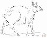 Deer Mouse Coloring Pages Drawing Greater Whitetail Fallow Getdrawings sketch template