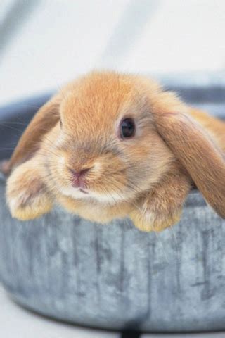 facebook  rabbit pictures  rabbit   rabbit images