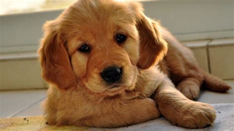 cute golden retriever puppies red   hd wallpaper