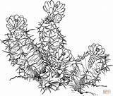 Cactus Living Coloring Fissuratus Ariocarpus Rock Pages Printable Drawing Succulent sketch template