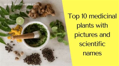 top  medicinal plants  pictures  scientific names healthveins