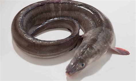 baby conger eel